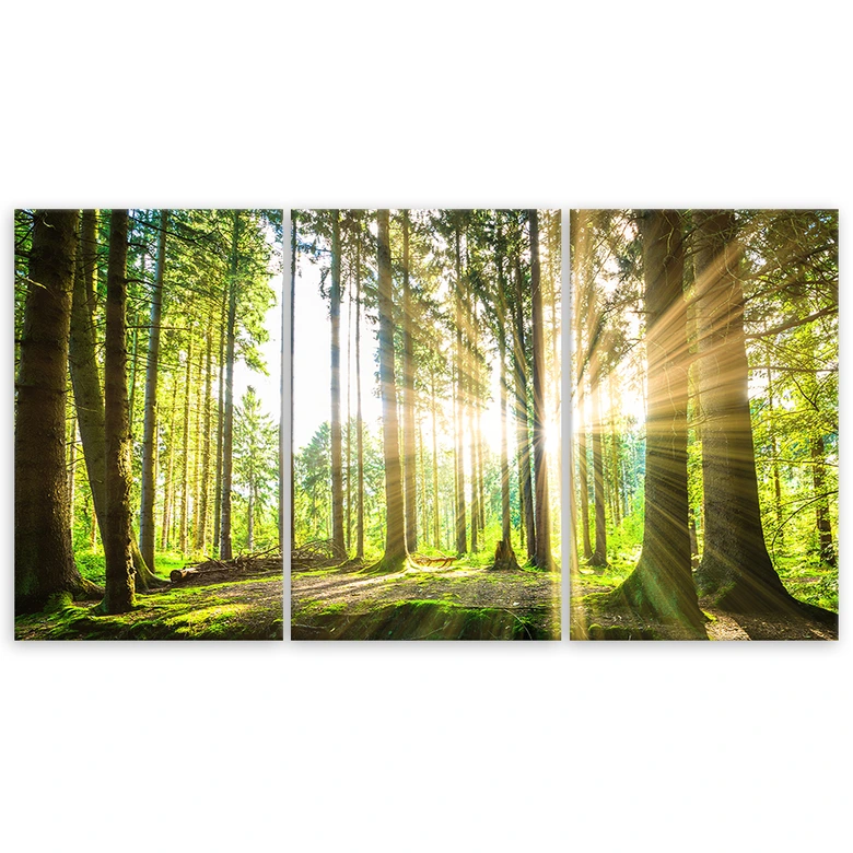 Leinwandbild 3-teilig, Wald Bäume Natur 