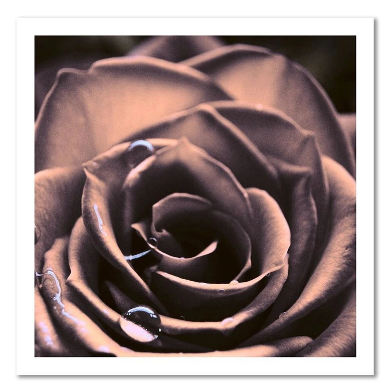 Tableau sur toile, Gouttes d'eau sur une rose 