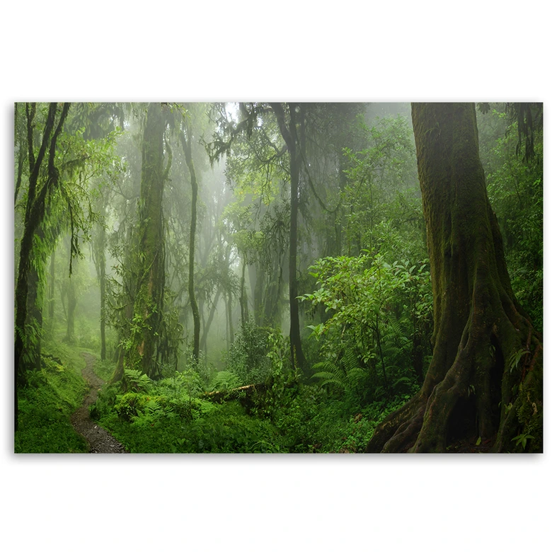 Canvasbillede, Tropisk jungle 