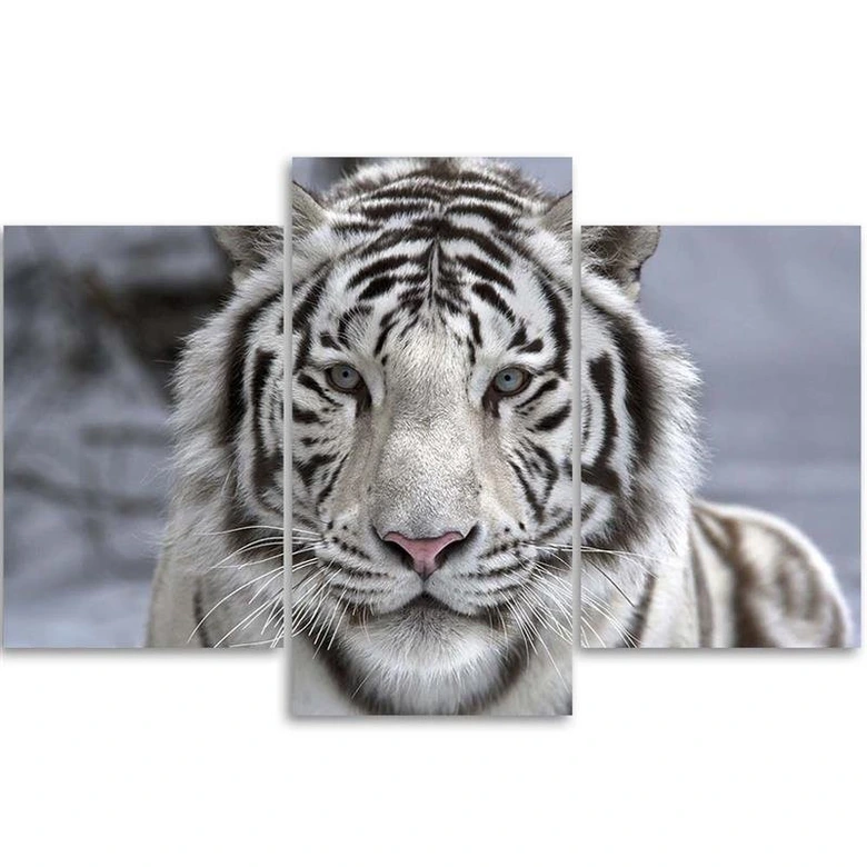 3-delige canvas print tijger wild dier zwart en wit 
