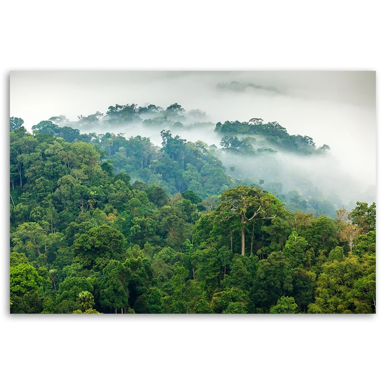 Leinwandbild, Wald im Nebel Landschaft 