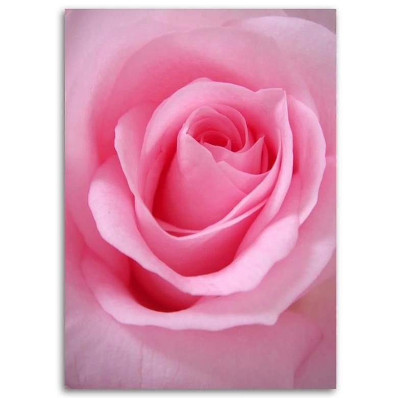 Canvasbillede, Lyserøde blomstrende planter 