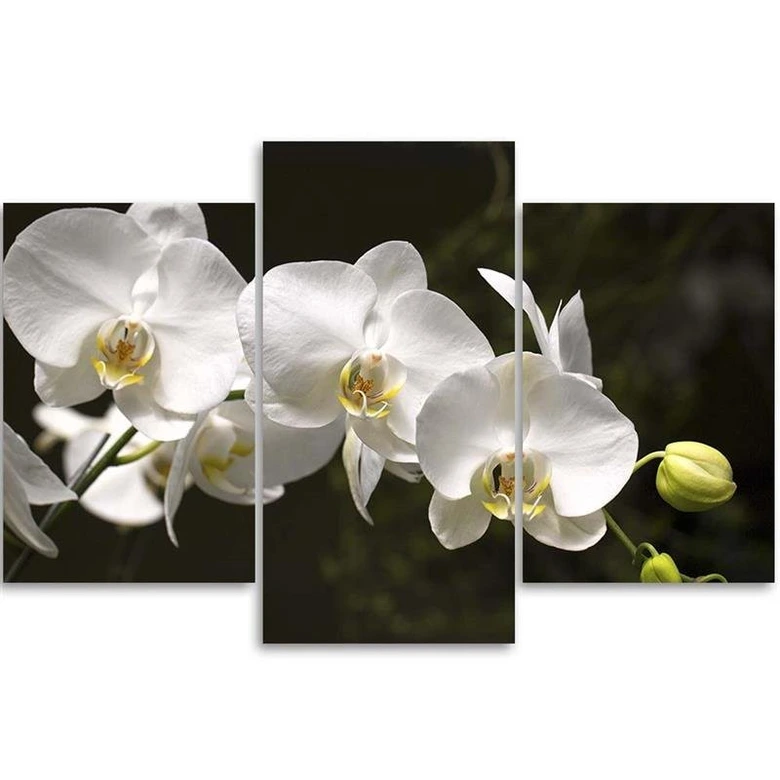Leinwandbild 3-teilig, Orchideen Blumen Natur Weiß 