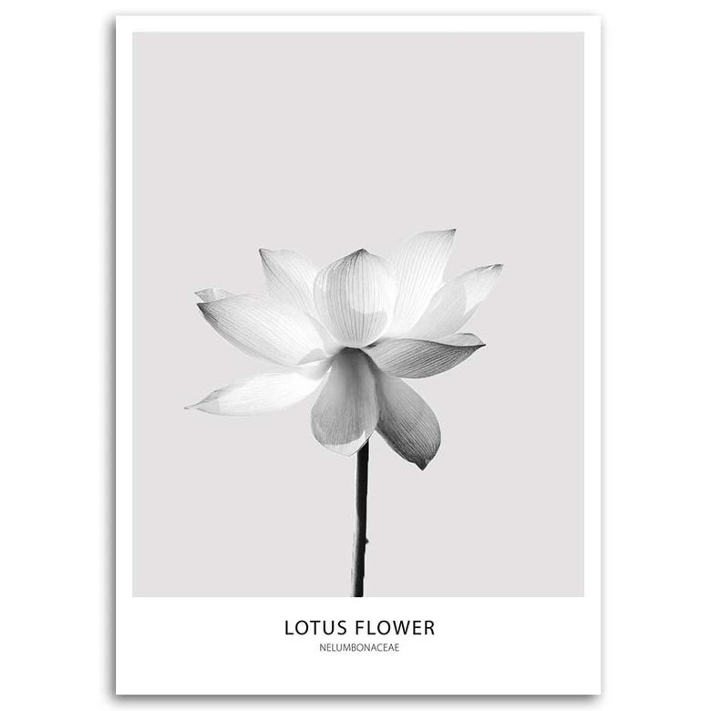 Canvasbillede, Hvid lotusblomst 