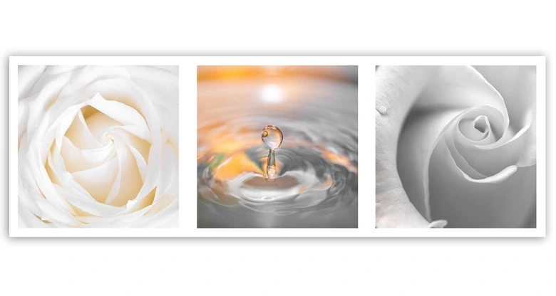 Leinwandbild, Rose Blumen mit Tropfen 