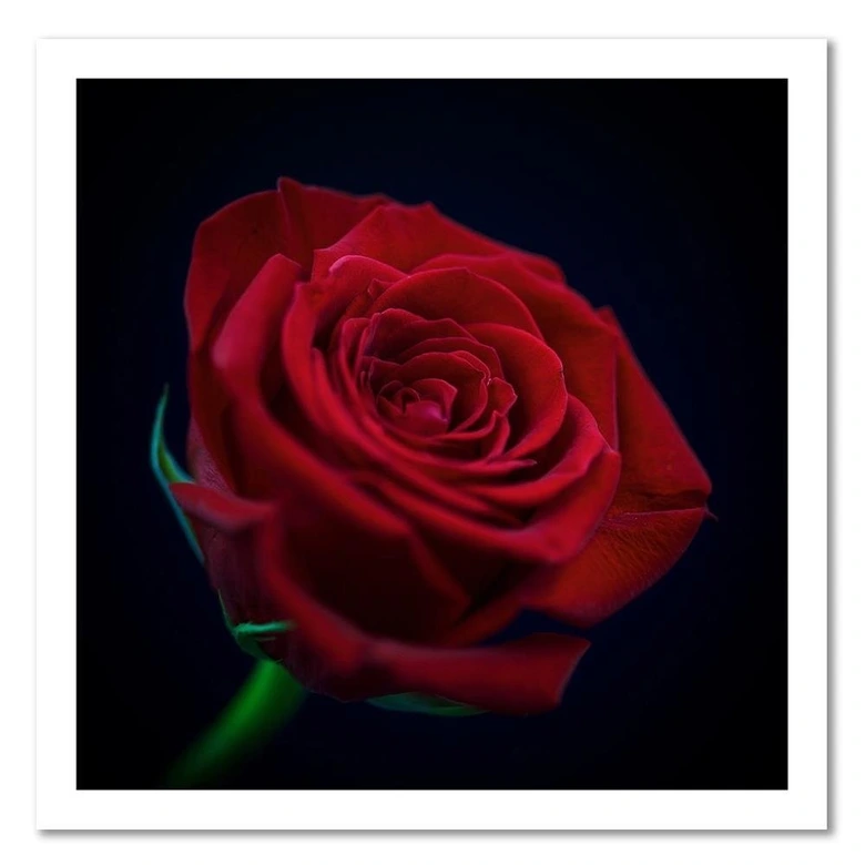 Leinwandbild, Rote Rose in der Dunkelheit 