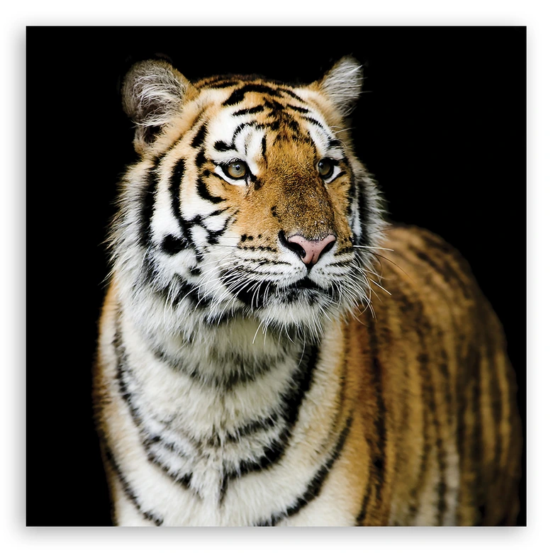 Leinwandbild, Tiger Wildtiere Natur 