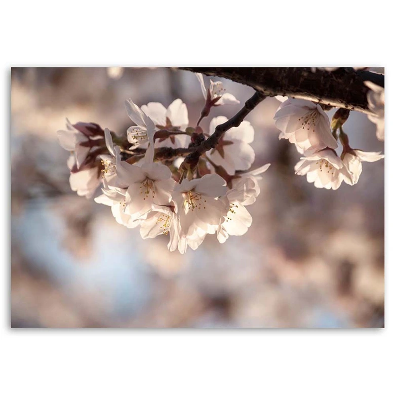 Leinwandbild, Kirschblüte 