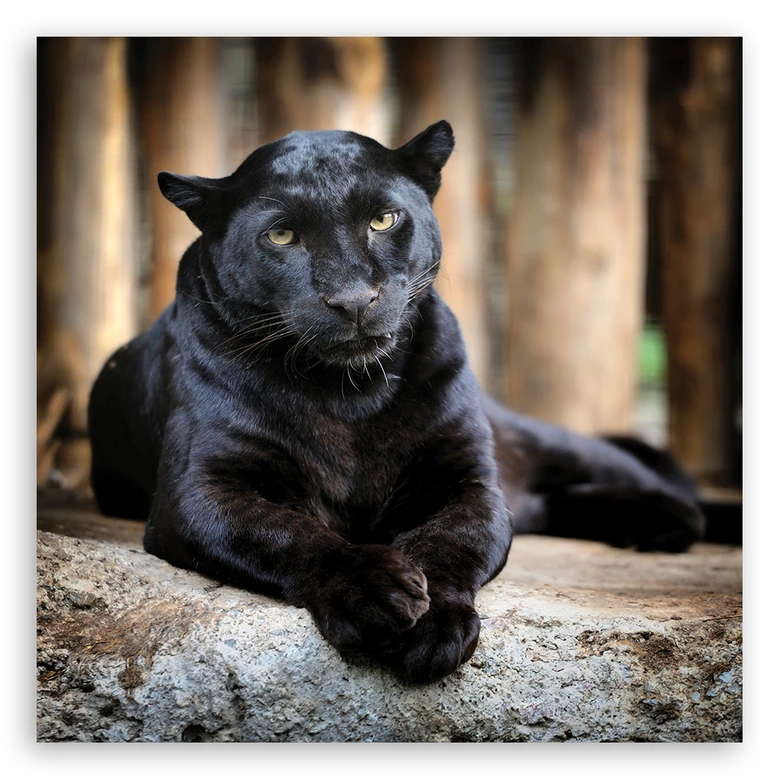 Leinwandbild, Schwarzer Panther 