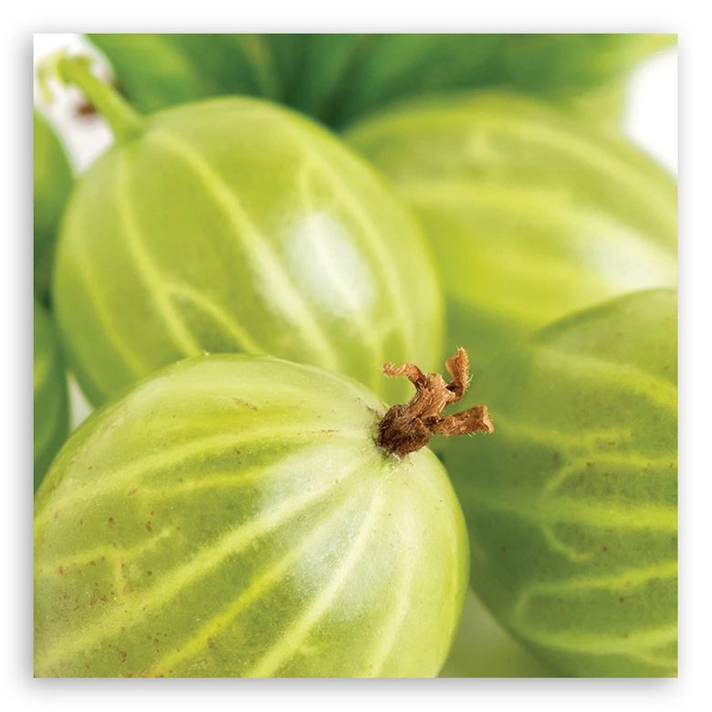 Leinwandbild, Stachelbeeren Obst 