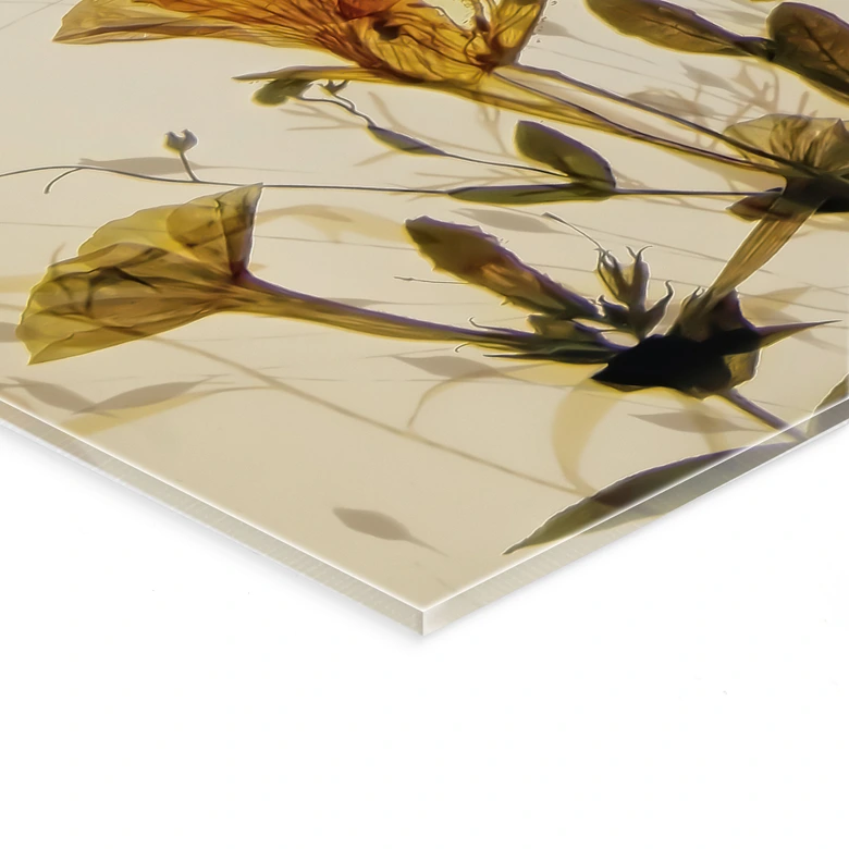 Tableau acrylique Fleurs sauvages des prés au soleil - Talen - Panorama 