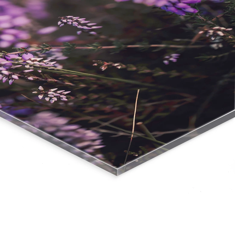 Tableau en verre acrylique Floral-romantique - Fleur de bruyère mauve dans la lumière chaude - Annie 