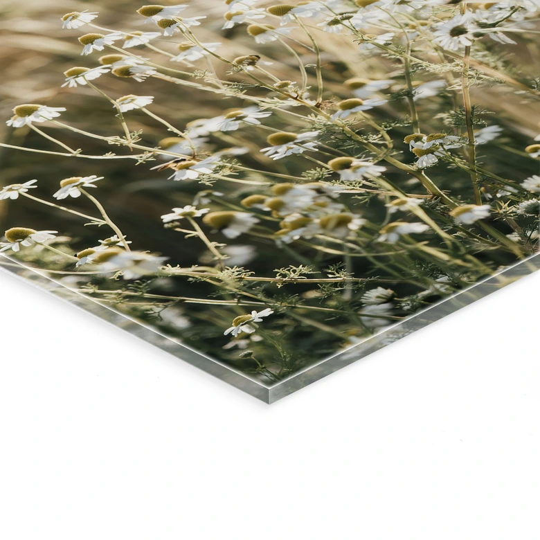Tableau en verre acrylique Prairie d'été avec camomille - Annie 
