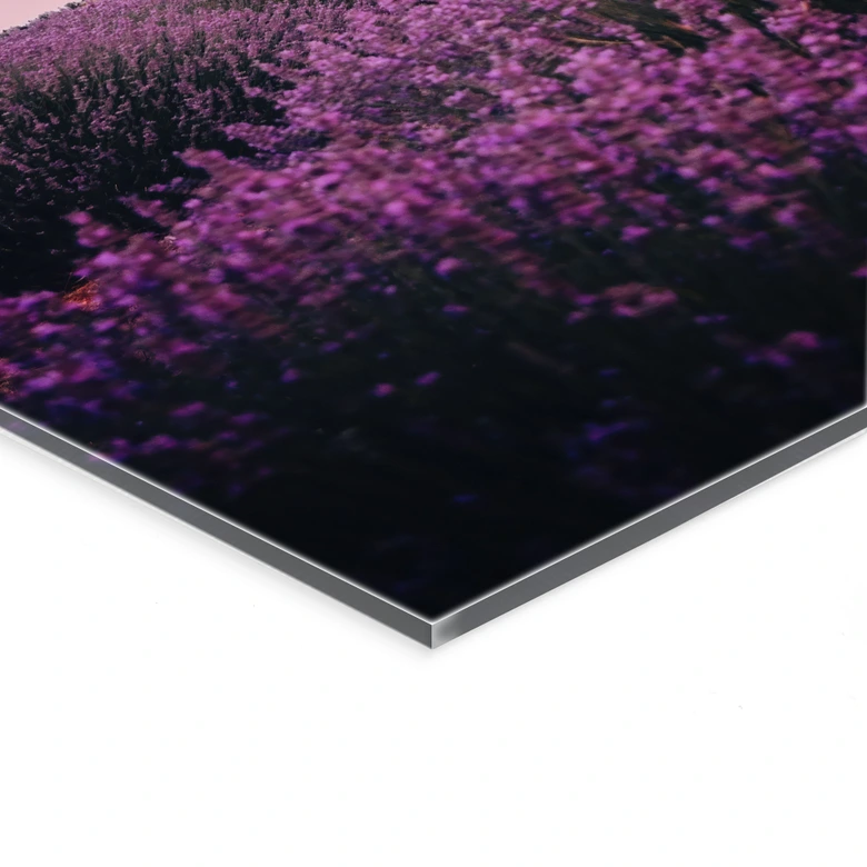 Acrylglasbild Lila Lavendelfelder bei Sonnenuntergang - Cevik 