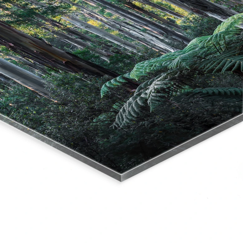 Tableau en verre acrylique Forêt d'eucalyptus dans les Yarra Ranges - Colombo 