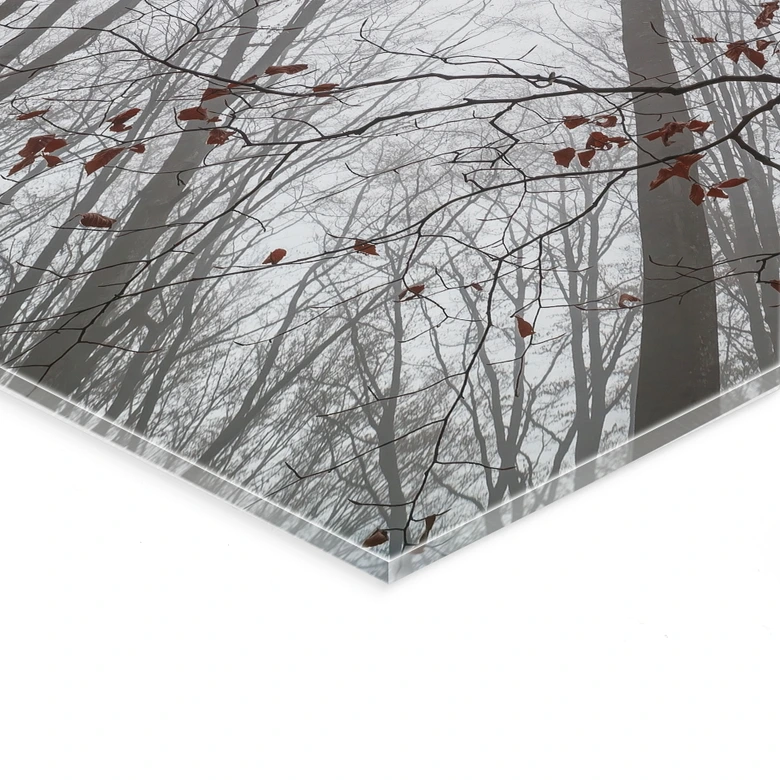 Tableau sur verre acrylique Cimes d'arbres aux feuilles rouges - Coman 