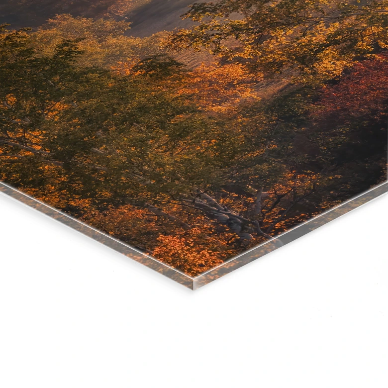 Tableau en verre acrylique Bouleaux dans la rosée dorée du matin - Cui 