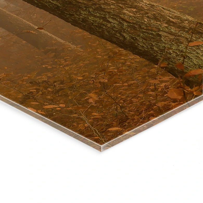 Tableau en verre acrylique Brume et lumière dans la forêt d'automne - Maier 