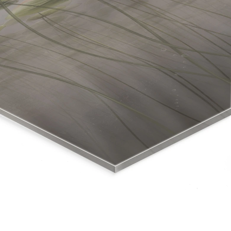 Acrylglasbild Lotusblumen mit Schwan im Wasser in Grau - Ms Tiff 