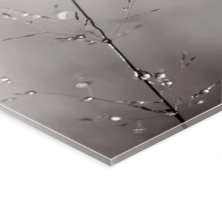 Acrylglasbild Grashalm mit Tautropfen - Sillen 