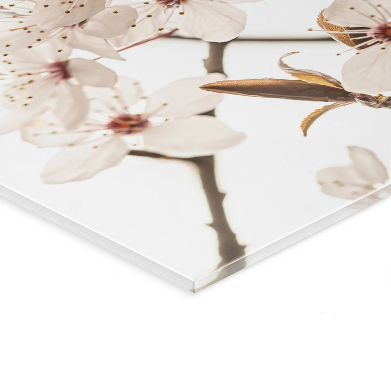 Tableau en verre acrylique Branche avec fleurs de cerisier blanches - Sisi & Seb 