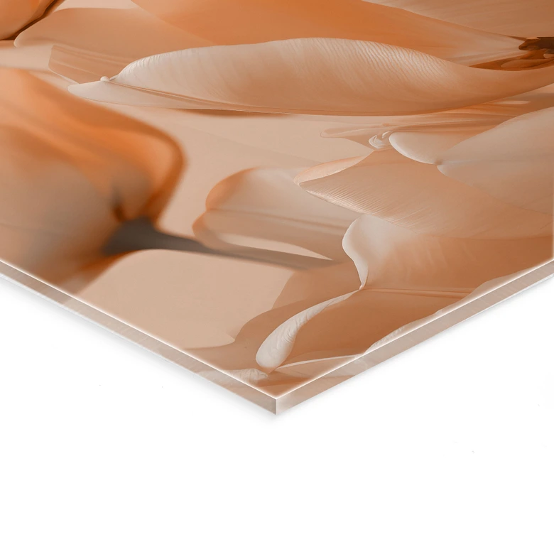 Plexiglas Peach-kleurige tulpen - Treechild 