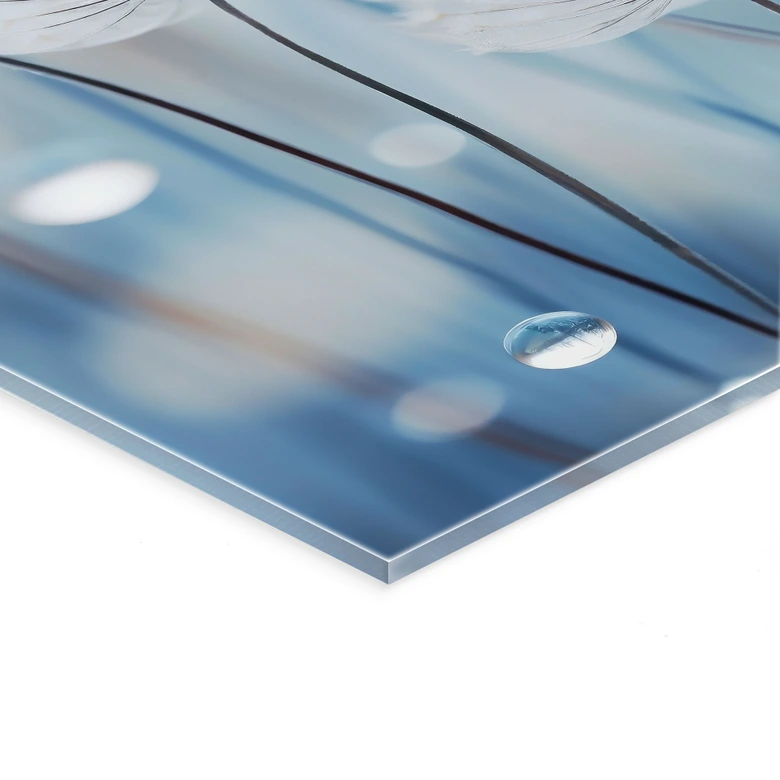 Tableau en verre acrylique Perles de rosée sur pissenlits - Treechild 