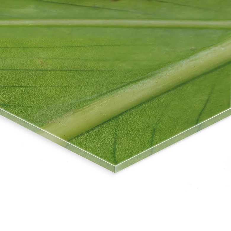 Acrylglasbild Laubfrosch im Regenwald - van Duijn 