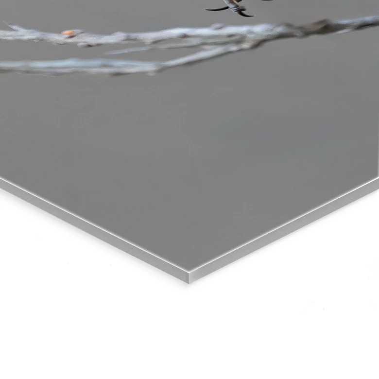 Acrylglasbild Singendes Blaukehlchen - van Duijn 