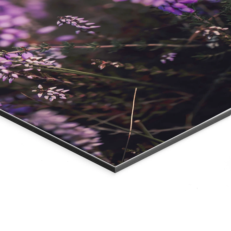Wanddecoratie paarse heidebloesem in warm licht | natuurfotografie voor de woonkamer - Annie - aluminium dibond 