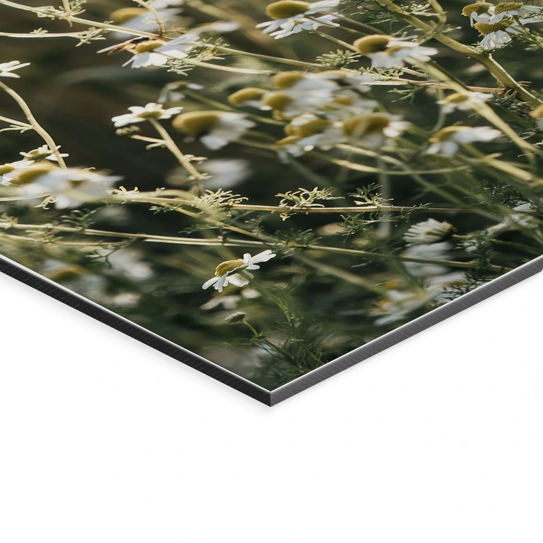 Wandbild Sommerwiese mit Kamille - Annie - Alu-Dibond 