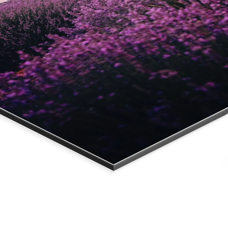 Wandbild Lila Lavendelfelder bei Sonnenuntergang - Cevik - Alu-Dibond 