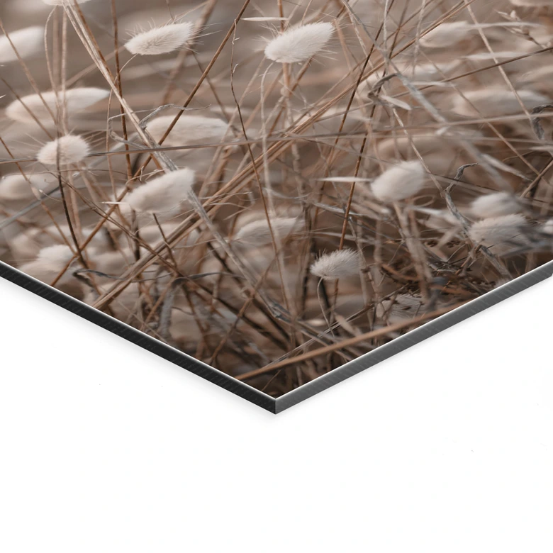 Wandbild Zarte Gräser im Herbstlicht - Collins - Alu-Dibond 