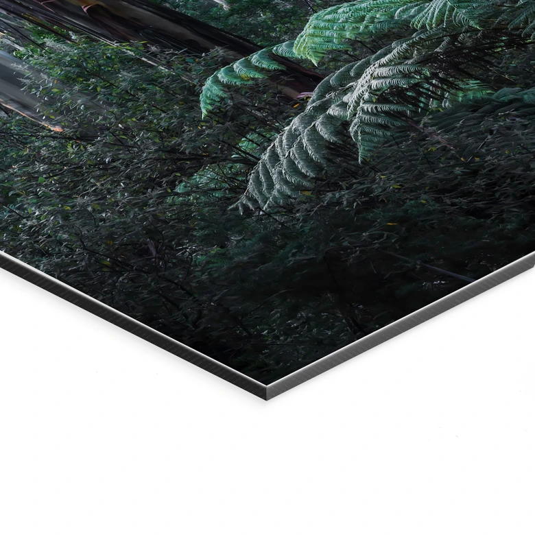 Wandbild Eukalyptuswald in den Yarra Ranges - Colombo - Alu-Dibond 