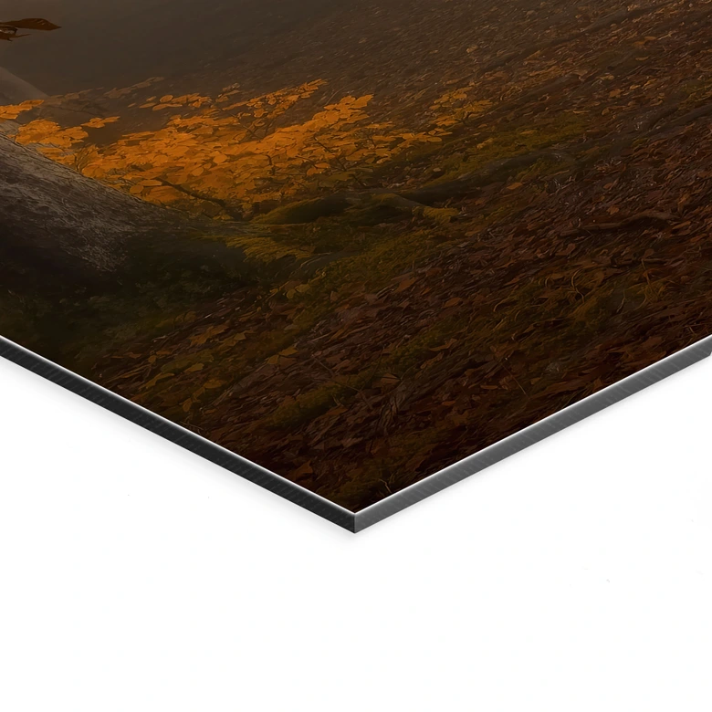 Wandbild Goldene Blätter im nebligen Wald - Maier - Alu-Dibond 
