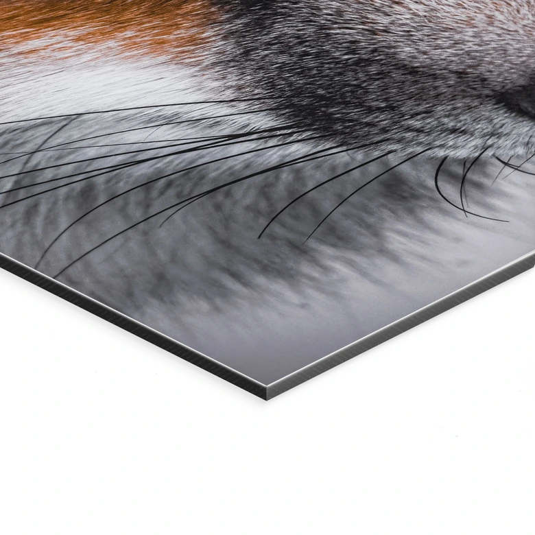 Wandbild Tierporträt Rotfuchs - Alu-Dibond - Nagi 