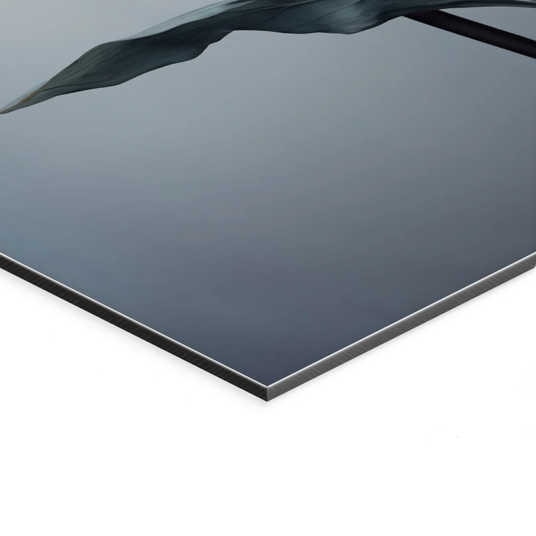 Wandbild Samtige Tulpe in Schwarz - Paksoylu - Alu-Dibond 
