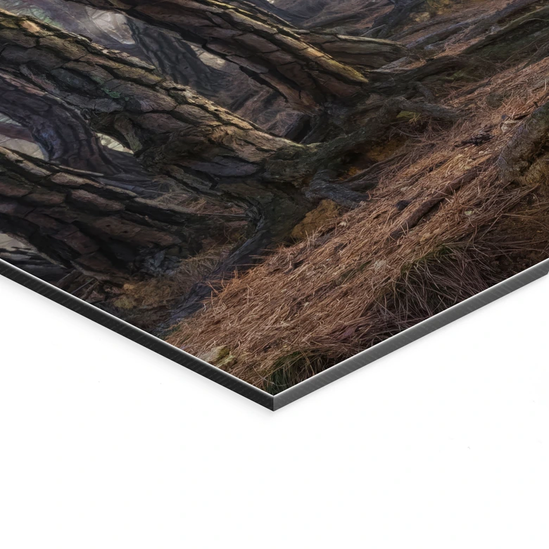 Wandbild Heiliger Kiefernwald - Ryu - Alu-Dibond 