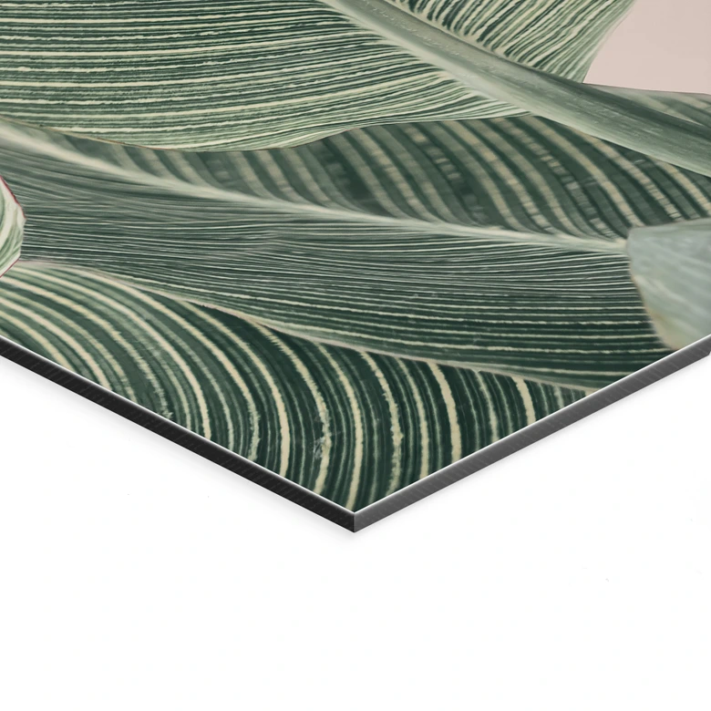 Wandbild Calathea Pflanze - Sisi & Seb - Alu-Dibond 