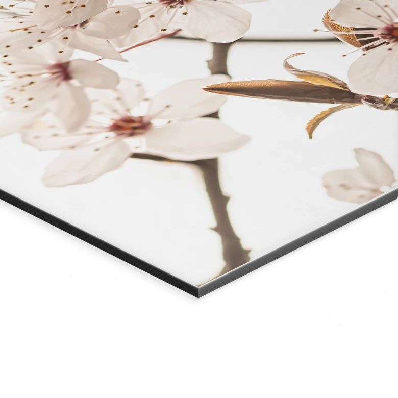 Tableaux Branche avec fleurs de cerisier blanches - Sisi & Seb - Alu-Dibond 
