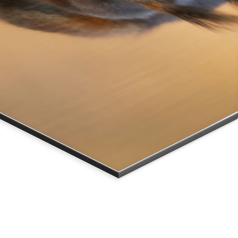 Wandbild Eichhörnchen am Wasser - van Duijn - Alu-Dibond 