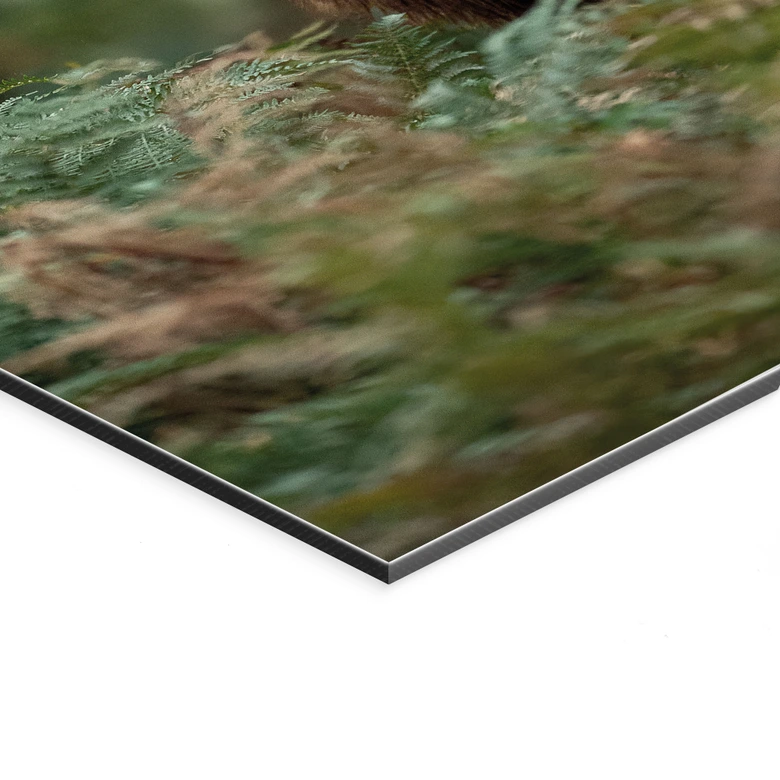 Wandbild Rothirsch - Wächter des Waldes - van Duijn - Alu-Dibond 