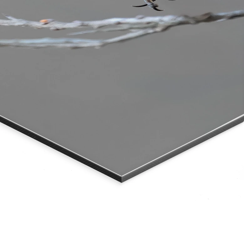 Wanddecoratie zang blauwborst - van Duijn - aluminium dibond 