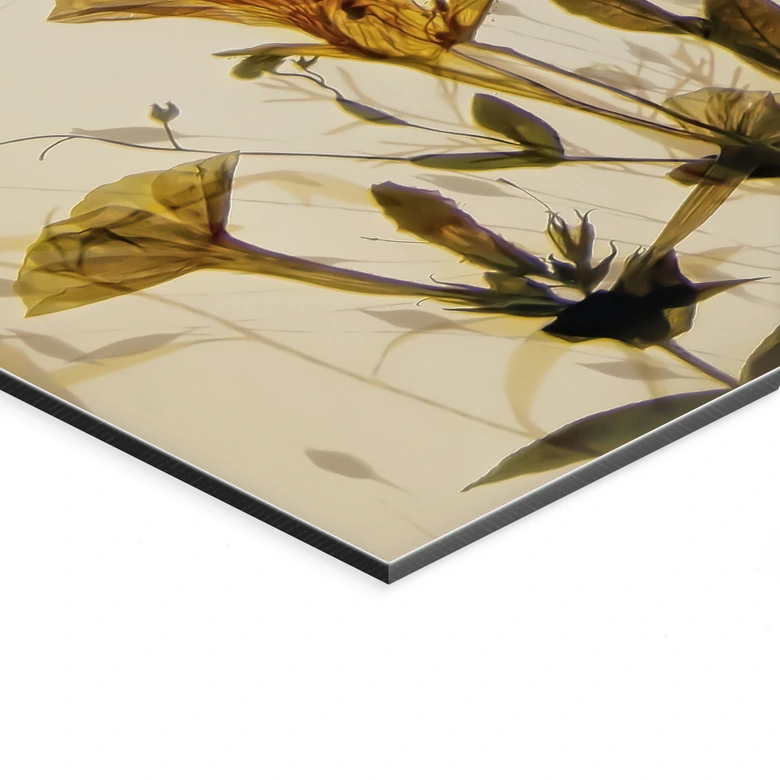 Wandbild Wilde Wiesenblumen im Sonnenlicht - Talen - Panorama - Alu-Dibond 