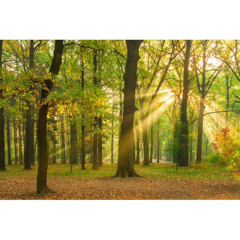 Wald-Fototapete mit Sonnenstrahlen Grün Braun – Vliestapete 3,75 m x 2,50 m Naturmotiv 