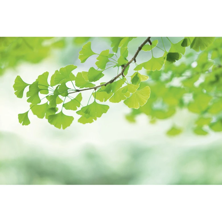 Fotobehang groen wit - Vliesbehang 3,75 m x 2,50 m natuurmotief takken 