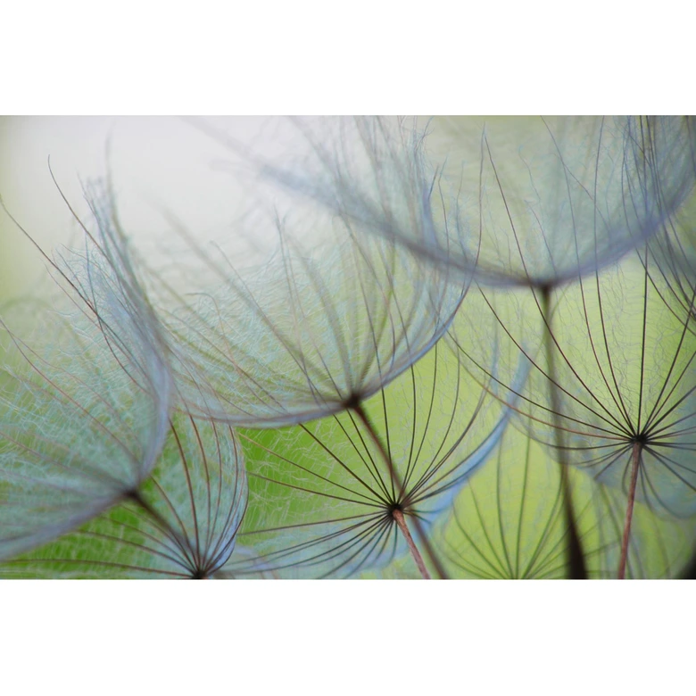 Fotobehang Vliesbehang groen blauw 3,75 m x 2,50 m natuurmotief delicaat 