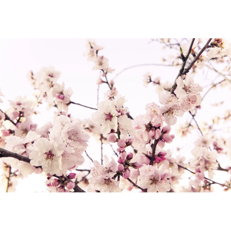 Kirschblüten-Fototapete Rosa Weiß – Vliestapete 3,75 m x 2,50 m Blütenmotiv zart 
