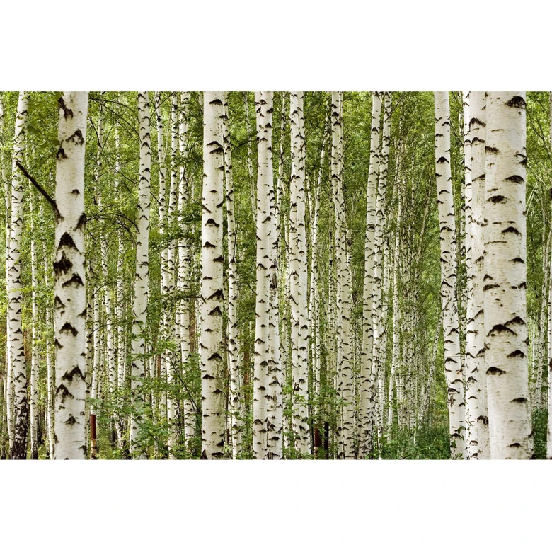 Birkenwald-Fototapete Naturgrün Weiß – Vliestapete 3,75 m x 2,50 m Waldmotiv 