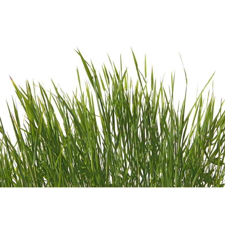 Gräser-Fototapete Naturgrün Weiß – Vliestapete 3,75 m x 2,50 m Wiesenmotiv modern 